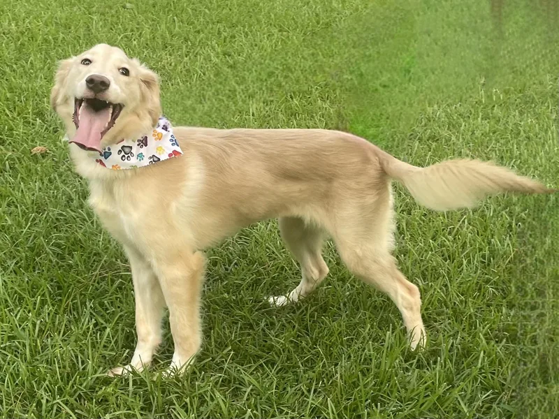 A young large-sized female Apricot / Beige Golden Retriever dog named Skye in Texarkana TX for adoption in Texarkana, TX