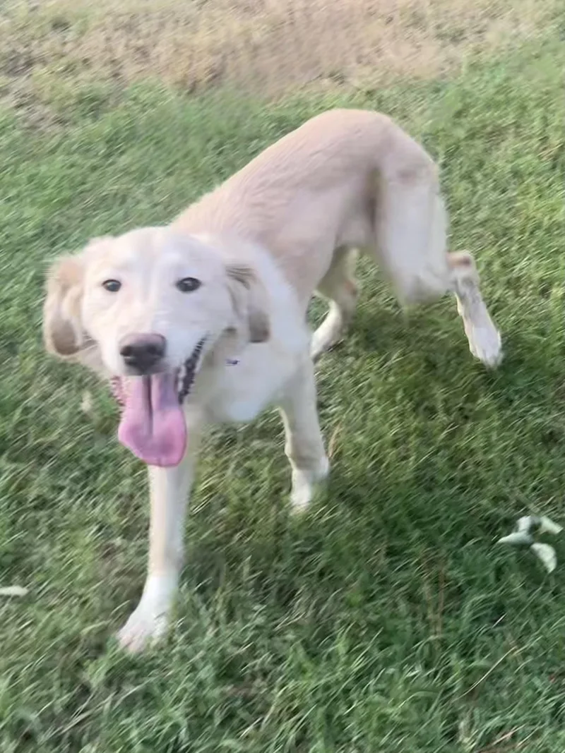Skye in Texarkana TX thumbnail 2