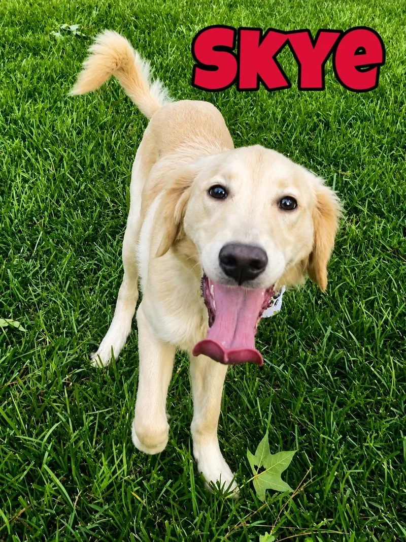 Skye in Texarkana TX thumbnail 5