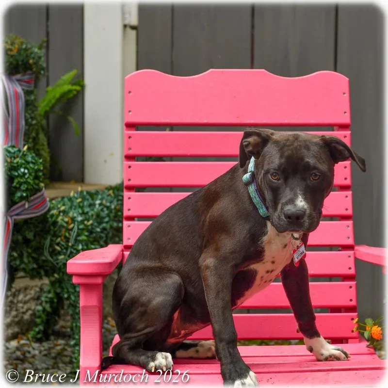 A young medium-sized female Black Labrador Retriever dog named Vitoria for adoption in Wake Forest, NC