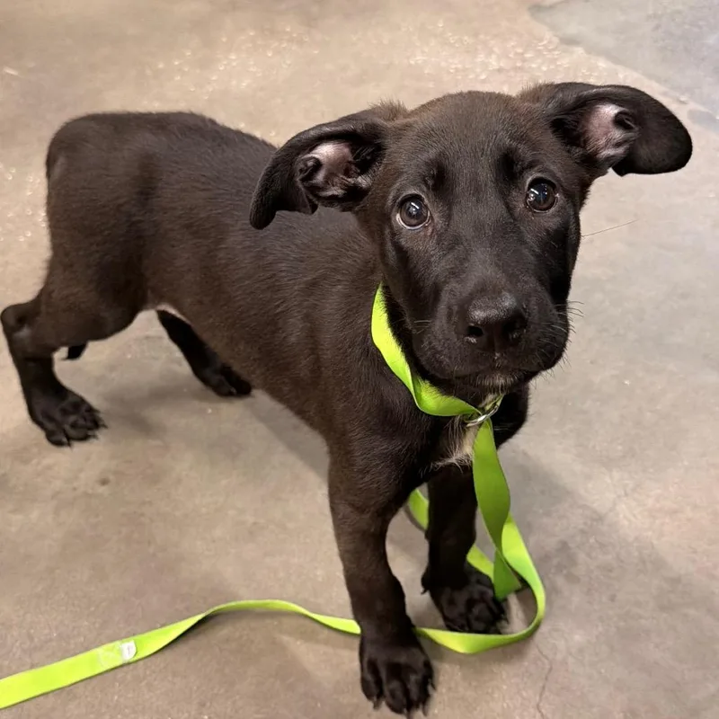 A baby small-sized female Black Labrador Retriever dog named Pretty Girl for adoption in Tampa, FL