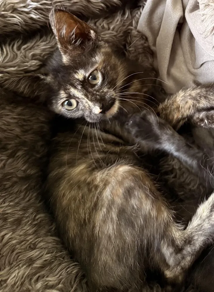 A baby small-sized female Domestic Short Hair cat named Cali for adoption in Bossier City, LA