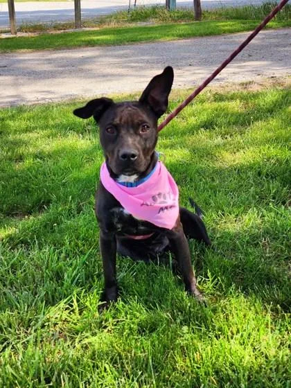A baby small-sized female Staffordshire Bull Terrier dog named Aggie for adoption in Clinton, MO