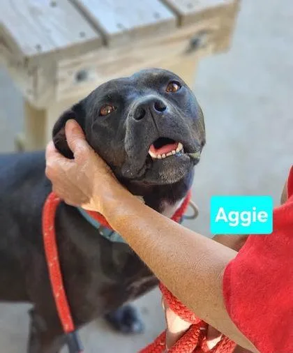 Aggie thumbnail 2