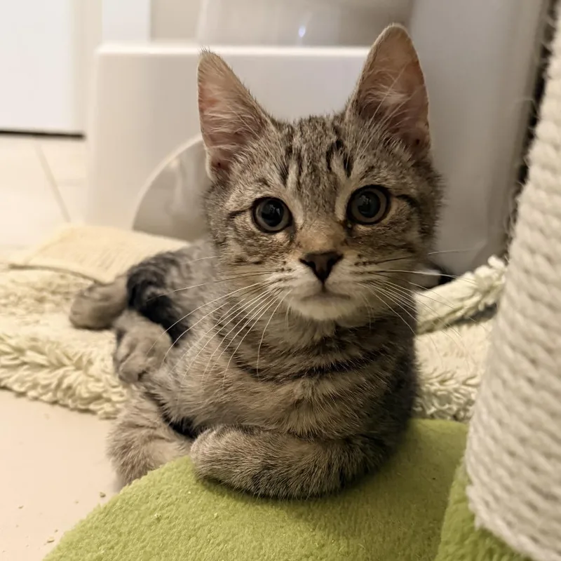 A baby small-sized male Brown / Chocolate Domestic Short Hair cat named Valentino for adoption in Fairfax Station, VA