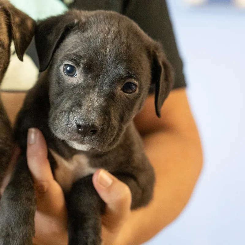 A baby medium-sized male Black Mixed Breed dog named Ned for adoption in Cape Girardeau, MO