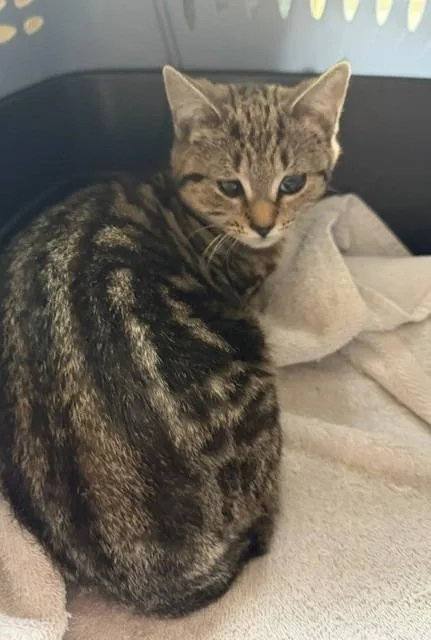 A baby medium-sized female Domestic Short Hair cat named Wilma for adoption in Windsor, CT