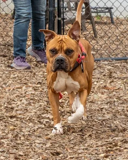 An adult large-sized male Mixed Breed dog named Miles Davis for adoption in Chamblee, GA