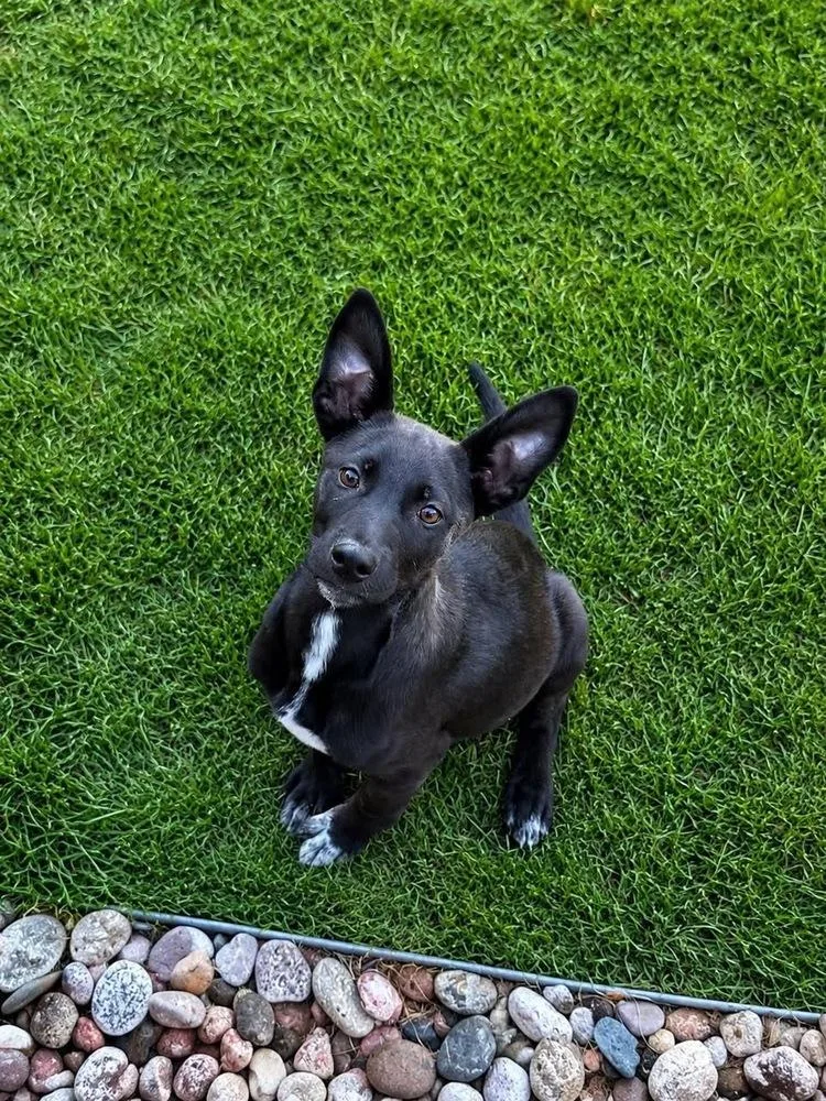 A baby small-sized female Tricolor (Brown, Black, & White) Labrador Retriever dog named Shadow for adoption in Colorado Springs, CO