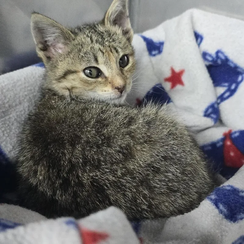 A baby small-sized female Brown / Chocolate Domestic Short Hair cat named June Bug for adoption in Yanceyville, NC