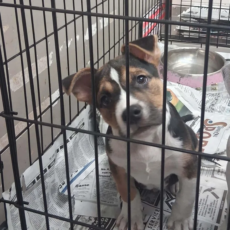 A baby medium-sized male Tricolor (Brown, Black, & White) Hound dog named Louie for adoption in Tylertown, MS