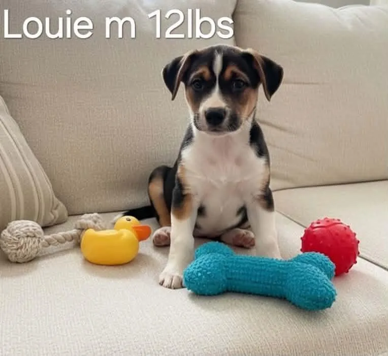 Louie thumbnail 2