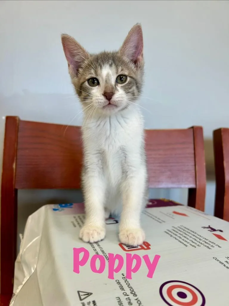 Poppy