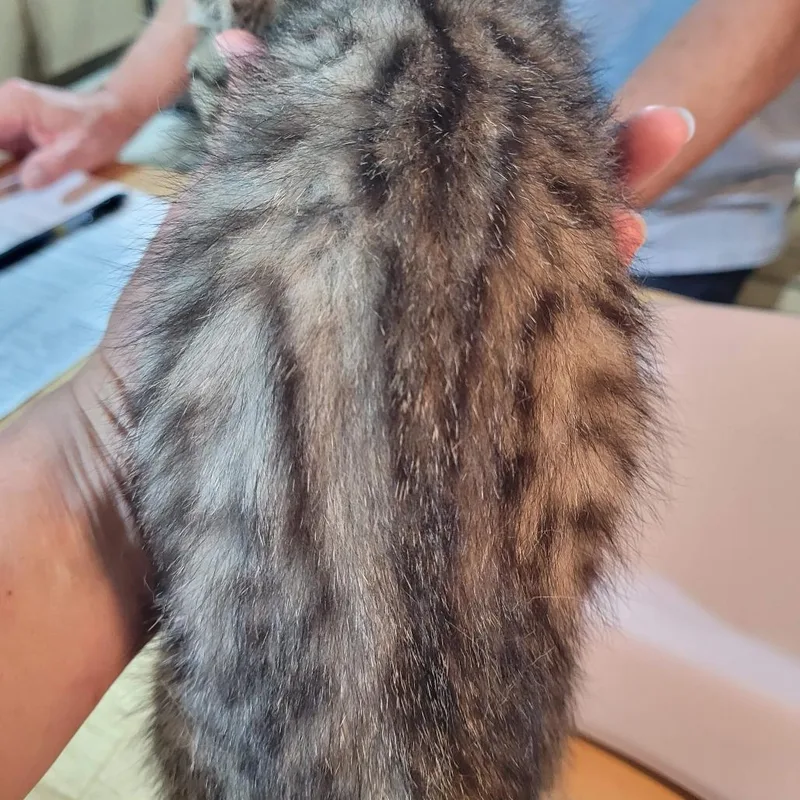 A baby small-sized female Brown / Chocolate Domestic Short Hair cat named Scotch for adoption in Traverse City, MI