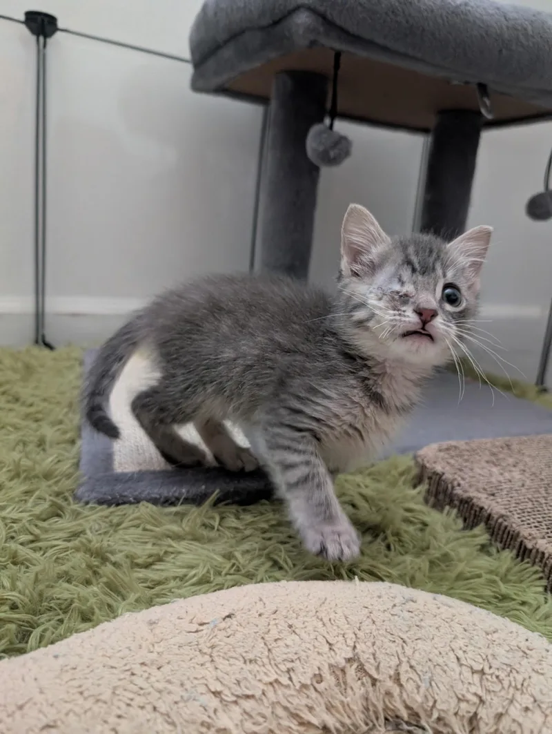A baby small-sized female Domestic Short Hair cat named Mixing Bowl for adoption in Hillsborough, NC