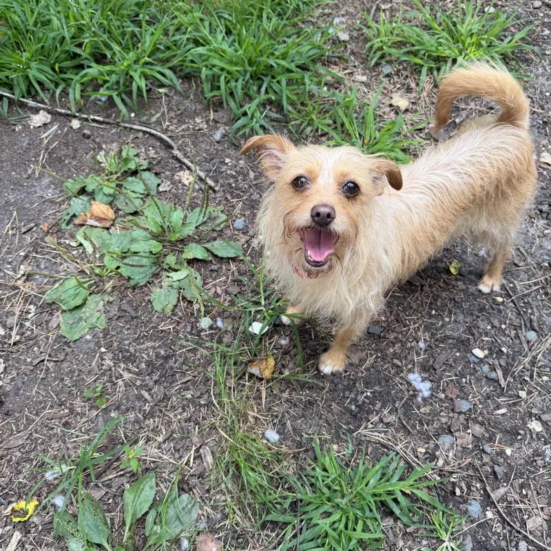 An adult small-sized female Yellow / Tan / Blond / Fawn Mixed Breed dog named Jasmine for adoption in Newark, NJ