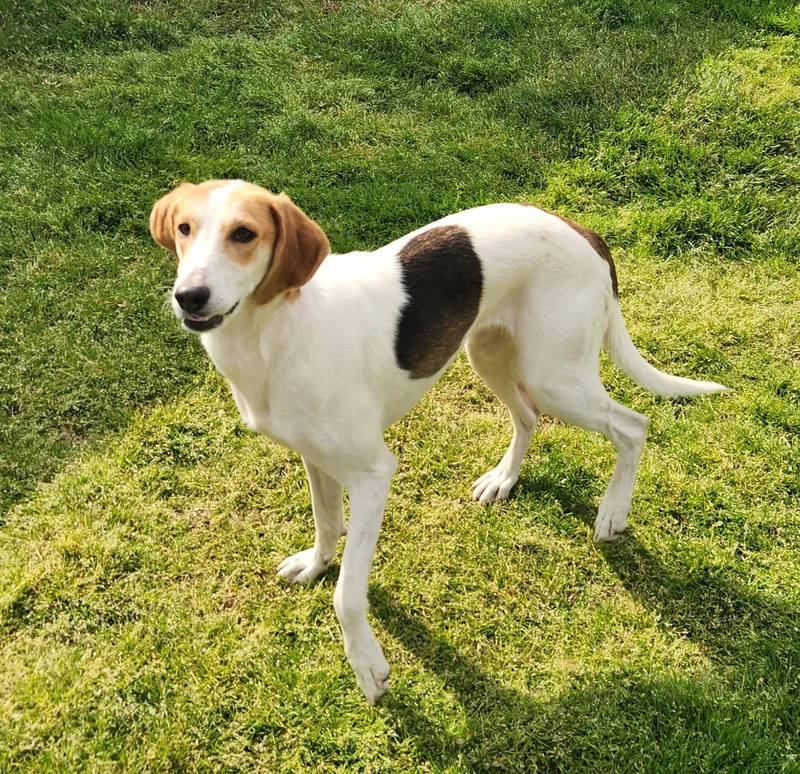 A young medium-sized female Tricolor (Brown, Black, & White) Foxhound dog named Ponzi for adoption in Liberty Center, OH