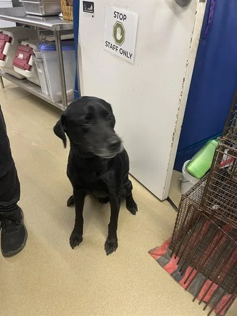 A senior large-sized male Labrador Retriever dog named Ting for adoption in Easton, MD