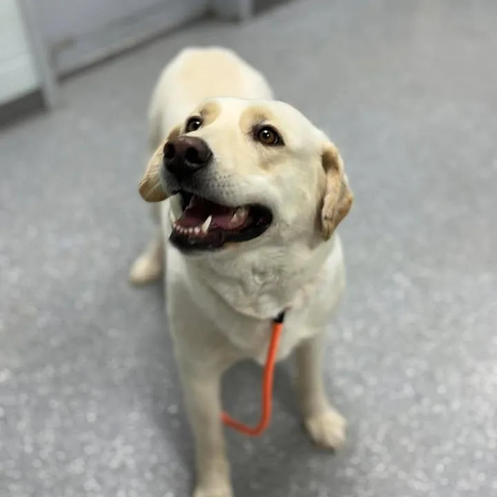 An adult large-sized female Yellow / Tan / Blond / Fawn Labrador Retriever dog named Katie Jo for adoption in Bardstown, KY