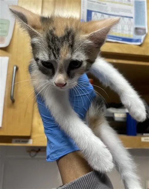 A baby small-sized female Domestic Short Hair cat named Charlene for adoption in Tallahassee, FL