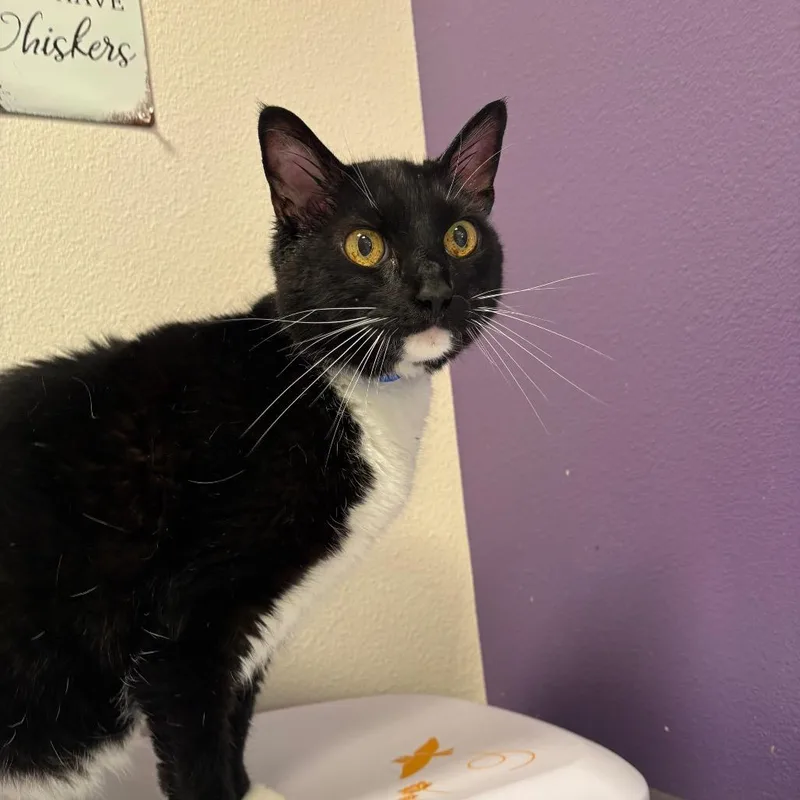 Oswald