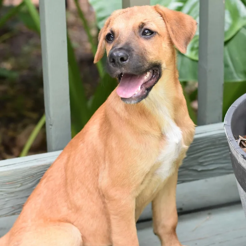 A baby medium-sized female Golden Labrador Retriever dog named Mika for adoption in Conroe, TX