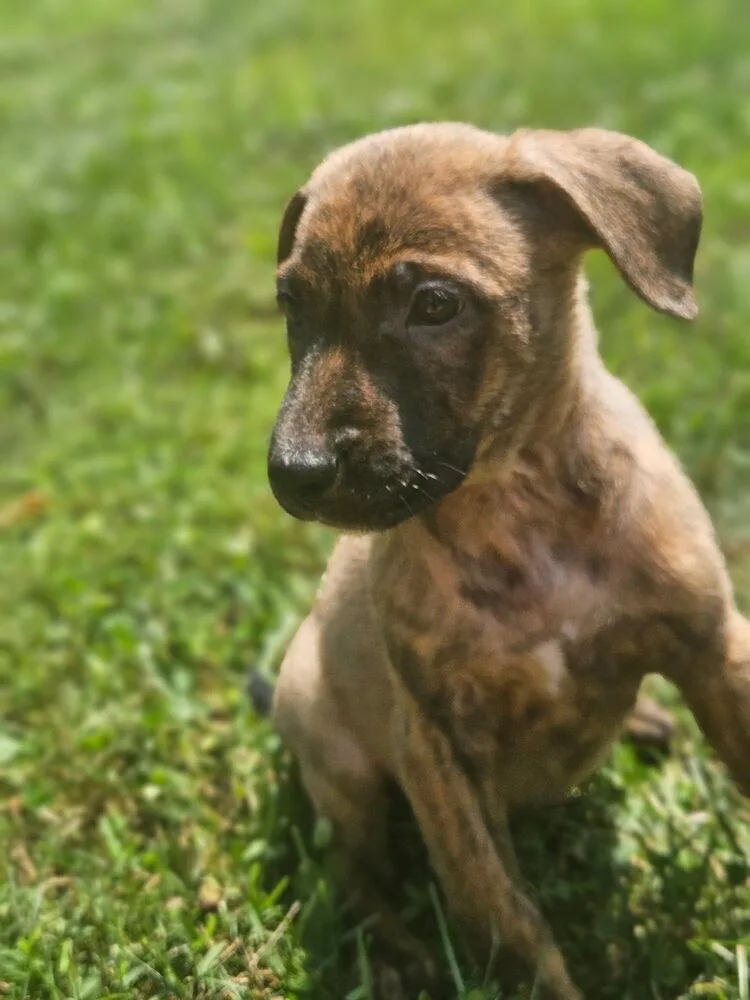 A baby large-sized female Brindle German Shepherd Dog dog named Allie for adoption in Irwin, PA