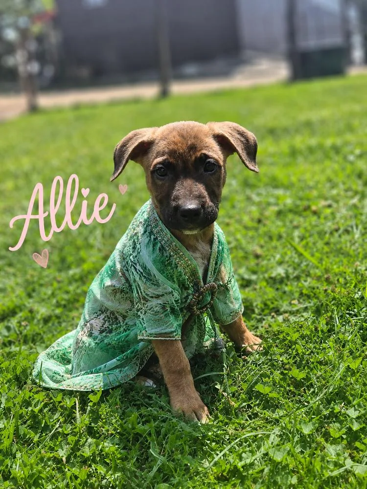 Allie thumbnail 5