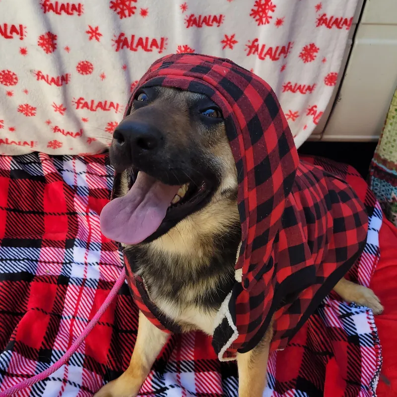 Bambi