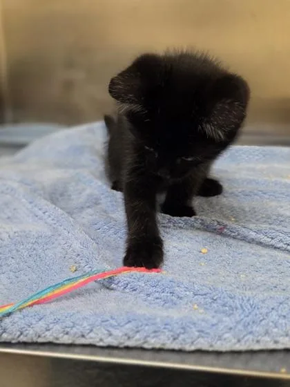 A baby small-sized male Domestic Short Hair cat named Soup for adoption in Westland, MI