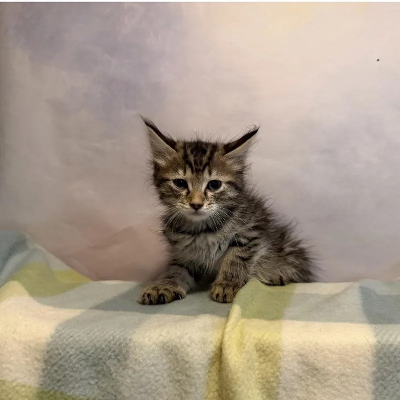 A baby small-sized male Brown / Chocolate Domestic Medium Hair cat named Zoe Nightshade for adoption in Fredericksburg, VA
