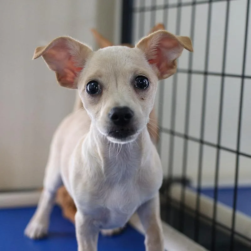 A baby small-sized female Yellow / Tan / Blond / Fawn Chihuahua dog named Squirt for adoption in Bradenton, FL