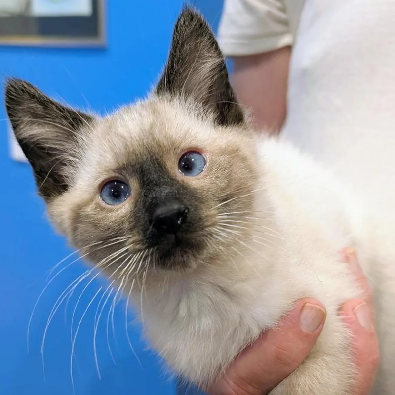 A baby small-sized male Buff / Tan / Fawn Siamese cat named Wolfgang for adoption in Marysville, OH