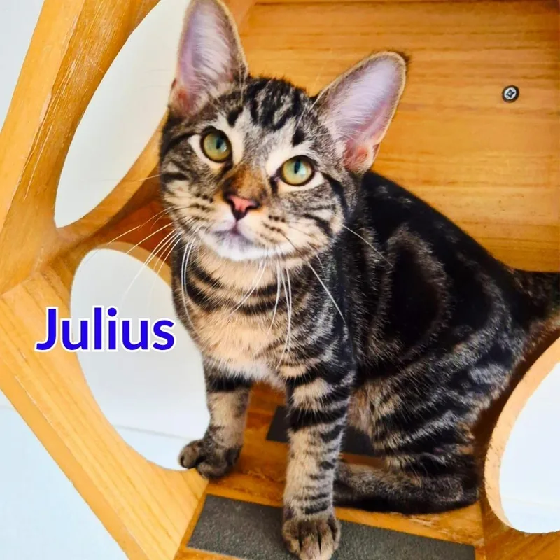 Julius