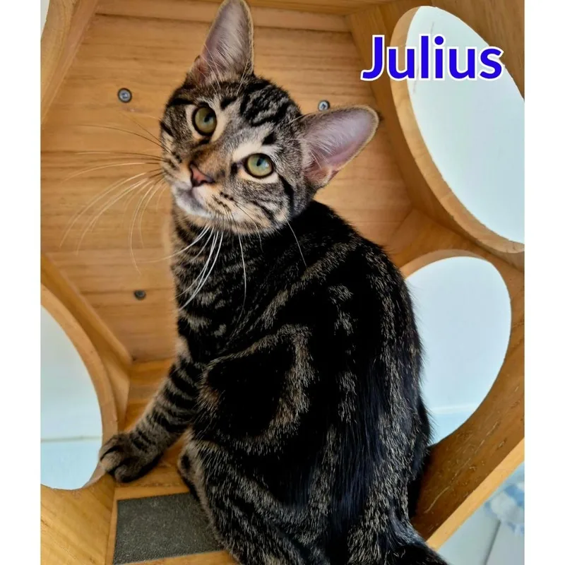 Julius thumbnail 2