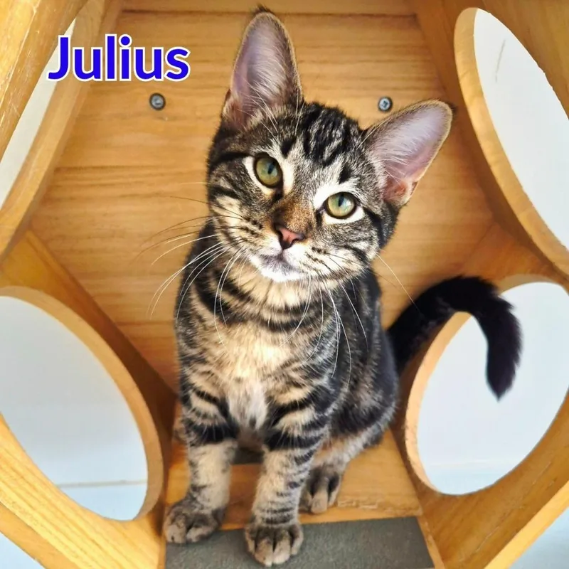 Julius thumbnail 3