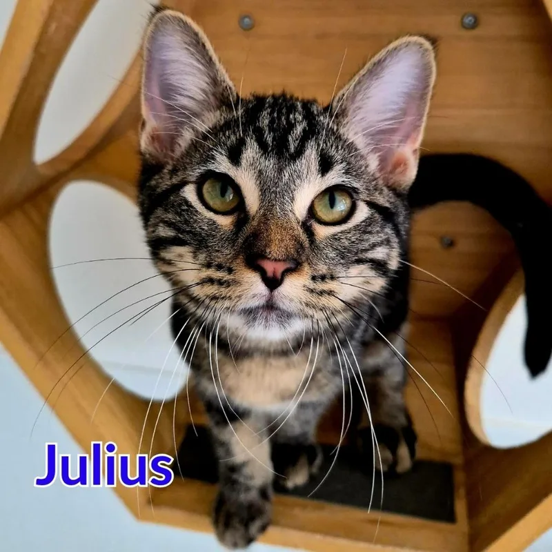 Julius thumbnail 4