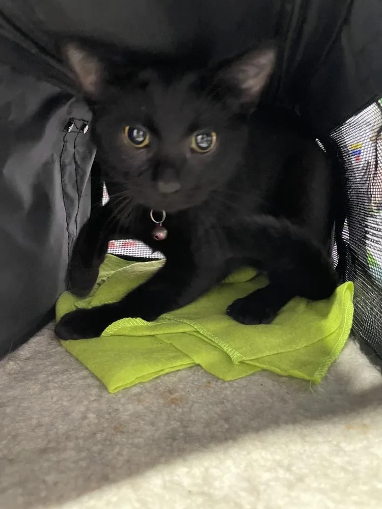 A young small-sized male Black Domestic Short Hair cat named Buddy for adoption in Ferndale, MI