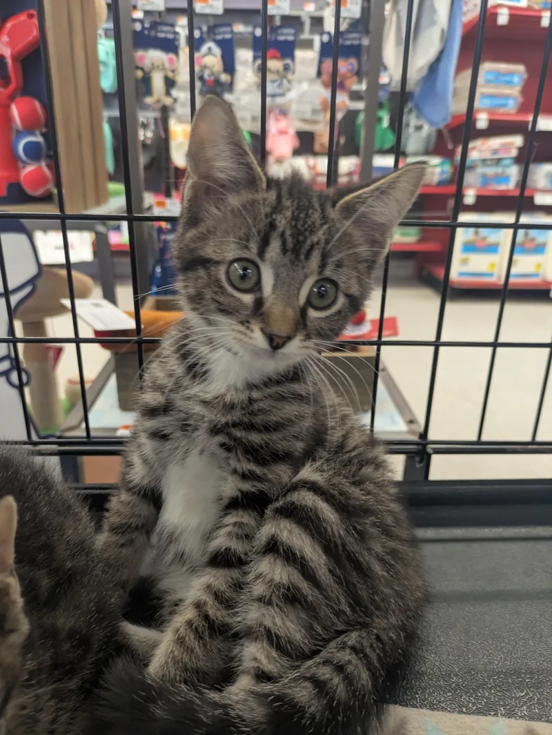 A baby medium-sized male Tabby (Brown / Chocolate) Domestic Short Hair cat named Smoke for adoption in Great Mills, MD
