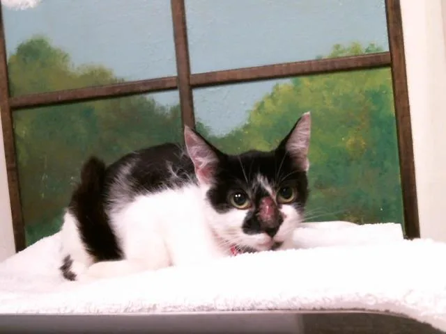 A young medium-sized female Domestic Short Hair cat named A for adoption in Houston, TX