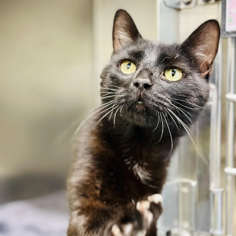 An adult medium-sized male Black Domestic Short Hair cat named Inky for adoption in Jackson, NJ