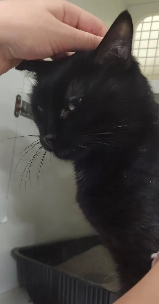 An adult medium-sized male Domestic Medium Hair cat named Pepe for adoption in Ogden, UT