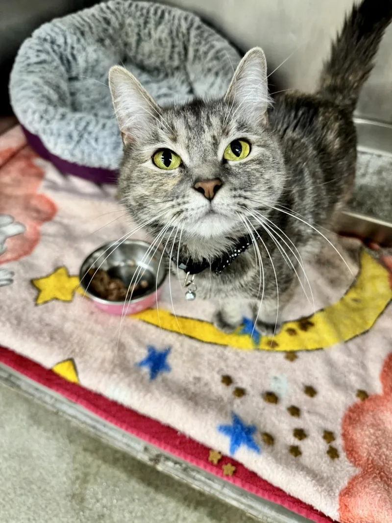 An adult medium-sized female Tortoiseshell Domestic Short Hair cat named Ava for adoption in Passaic, NJ