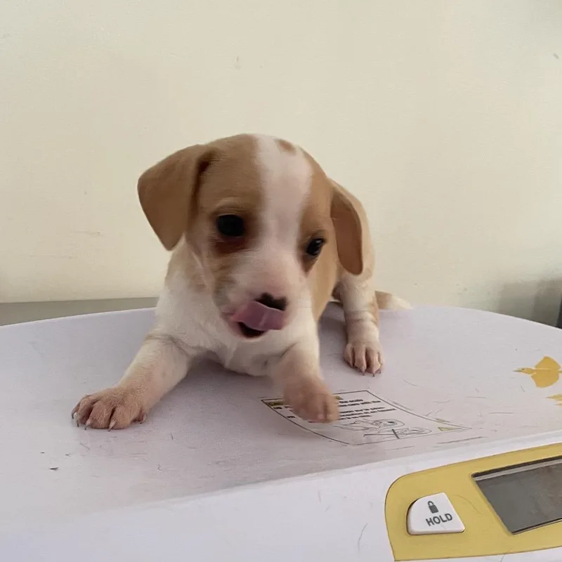 Pup