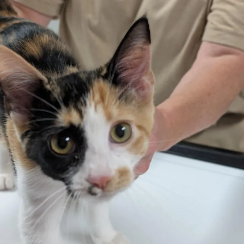 A baby small-sized female Calico Domestic Short Hair cat named Gala for adoption in Canton, IL