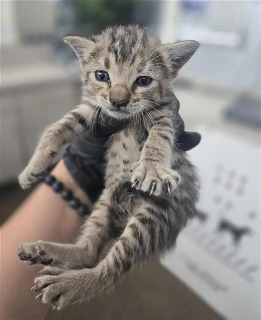 A baby medium-sized female Domestic Short Hair cat named Shelby for adoption in Dallas, TX