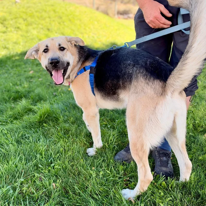 An adult large-sized male Yellow / Tan / Blond / Fawn Shepherd dog named Zuko for adoption in Glenwood Springs, CO