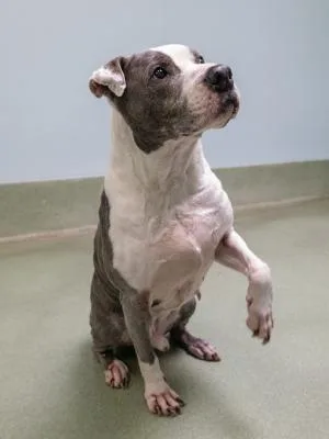 A senior medium-sized male Gray / Blue / Silver American Staffordshire Terrier dog named Bruce for adoption in Santa Paula, CA