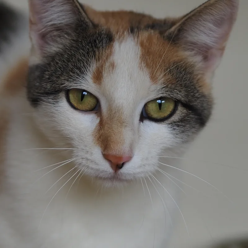 A young medium-sized female Calico Domestic Short Hair cat named Ivy for adoption in Buena Vista, CO
