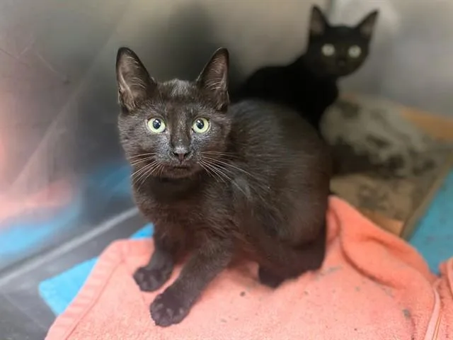 A baby small-sized male Domestic Short Hair cat named Chip for adoption in Fort Wayne, IN